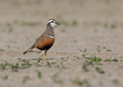 Morinelplevier, Charadrius morinellus, Eurasian dotterel | Emmapolder