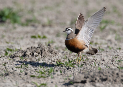 Morinelplevier, Charadrius morinellus, Eurasian dotterel | Emmapolder