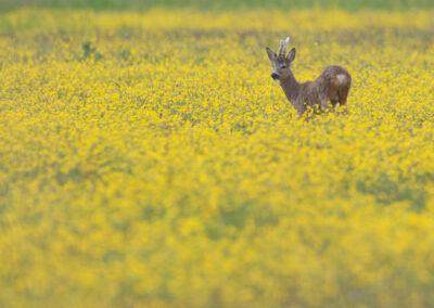 Ree, Capreolus capreolus, Roe deer | Lauwersmeer