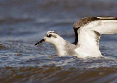 Rosse franjepoot, Phalaropus fulicarius, Red phalarope | Waddenzee