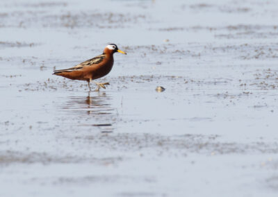 Rosse franjepoot, Phalaropus fulicarius, Red phalarope