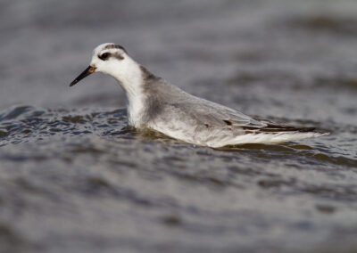 Rosse franjepoot, Phalaropus fulicarius, Red phalarope | Waddenzee