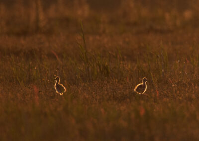 Grutto, Limosa limosa, Black-tailed godwit