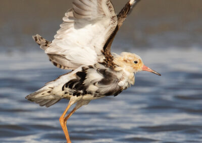 Kemphaan, Philomachus pugnax, Ruff | Lauwersmeer