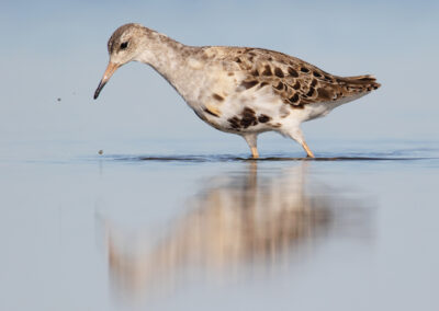 Kemphaan, Philomachus pugnax, Ruff | Lauwersmeer