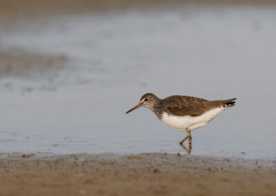 Witgat, Tringa ochropus, Green sandpiper | Winsumermeeden