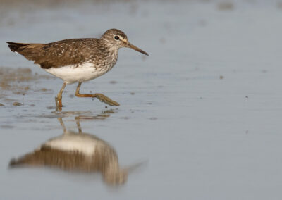 Witgat, Tringa ochropus, Green sandpiper | Winsumermeeden