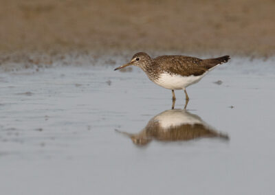 Witgat, Tringa ochropus, Green sandpiper