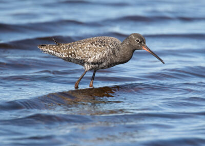 Zwarte ruiter, Tringa erythropus, Spotted redshank | Roegwold