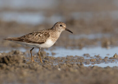 Temmincks strandloper, Calidris temminckii, Temminck’s stint