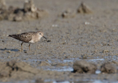 Temmincks strandloper, Calidris temminckii, Temminck's stint | Lauwersmeer