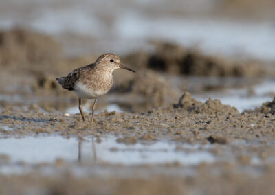 Temmincks strandloper, Calidris temminckii, Temminck's stint | Lauwersmeer