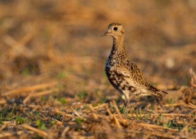 Goudplevier, Pluvialis apricaria, European golden plover | Emmapolder | Het Hogeland