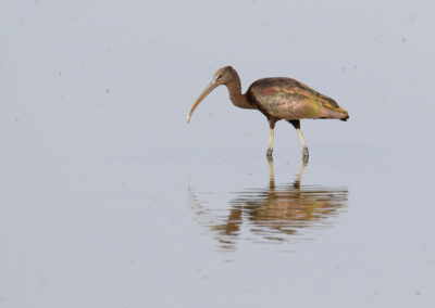 Zwarte ibis, Plegadis falcinellus, Glossy ibis | Lauwersmeer