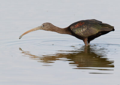 Zwarte ibis, Plegadis falcinellus, Glossy ibis | Lauwersmeer