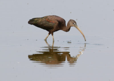 Zwarte ibis, Plegadis falcinellus, Glossy ibis | Lauwersmeer