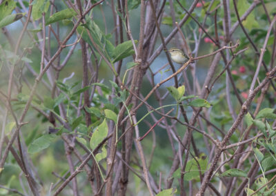 Bladkoning, Phylloscopus inornatus, Yellow-browed warbler | Eemshaven