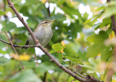 Noordse boszanger, Phylloscopus borealis, Arctic warbler | Eemshaven