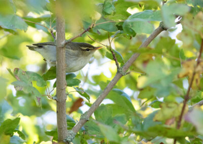 Noordse boszanger, Phylloscopus borealis, Arctic warbler | Eemshaven