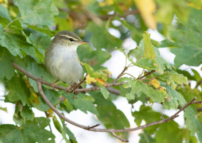 Noordse boszanger, Phylloscopus borealis, Arctic warbler | Eemshaven