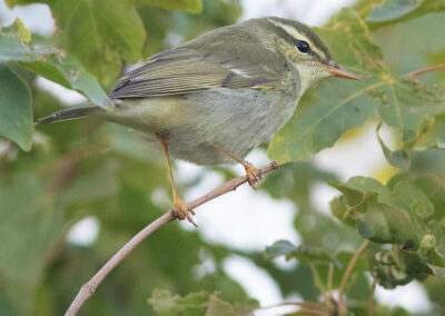 Noordse boszanger, Phylloscopus borealis, Arctic warbler | Eemshaven