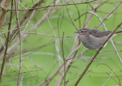 Bruine boszanger, Phylloscopus fuscatus, Dusky warbler | Electra