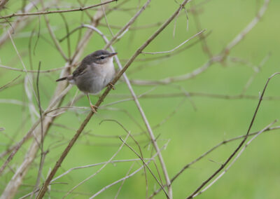 Bruine boszanger, Phylloscopus fuscatus, Dusky warbler | Electra