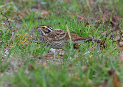 Geelbrauwgors, Emberiza chrysophrys, Yellow-browed bunting | Bunne | Drenthe