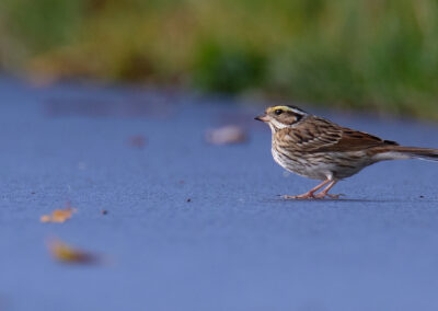 Geelbrauwgors, Emberiza chrysophrys, Yellow-browed bunting | Bunne | Drenthe