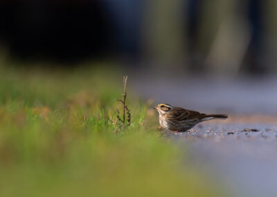 Geelbrauwgors, Emberiza chrysophrys, Yellow-browed bunting | Bunne | Drenthe