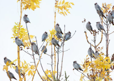 Pestvogel, Bombycilla garrulus, Bohemian waxwing  | Termunterzijl