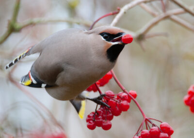 Pestvogel, Bombycilla garrulus, Bohemian waxwing  | Lauwersoog