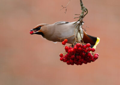 Pestvogel, Bombycilla garrulus, Bohemian waxwing