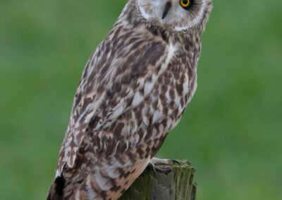 Velduil, Asio flammeus, Short-eared owl | Waddenkust