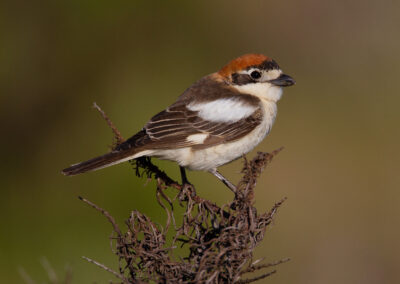 Roodkopklauwier, Lanius senator, Woodchat shrike  | Algarve