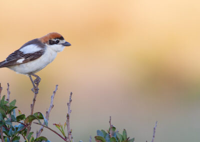 Roodkopklauwier, Lanius senator, Woodchat shrike  | Algarve