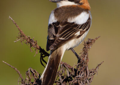 Roodkopklauwier, Lanius senator, Woodchat shrike  | Algarve