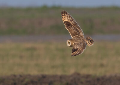 Velduil, Asio flammeus, Short-eared owl | Waddenkust