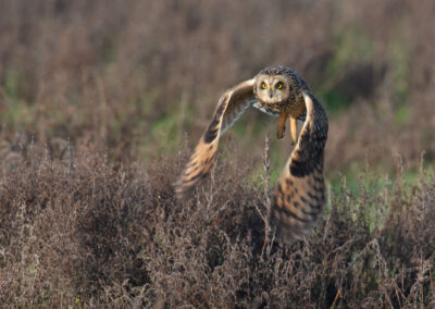 Velduil, Asio flammeus, Short-eared owl | Waddenkust