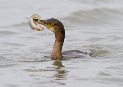 Kuifaalscholver, Phalacorcorax aristotelis, Shag