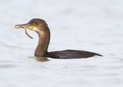 Kuifaalscholver, Phalacorcorax aristotelis, Shag | Lauwersoog Haven