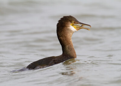 Kuifaalscholver, Phalacorcorax aristotelis, Shag | Lauwersoog Haven