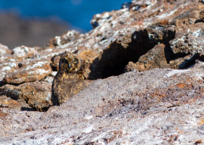 Galapagos velduil, Asio flammeus galapagoensis, Galapagos Short-eared owl