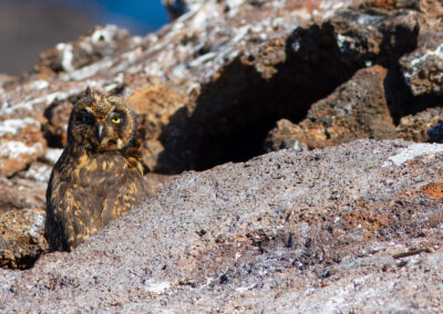 Galapagos velduil, Asio flammeus galapagoensis, Galapagos Short-eared owl