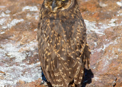 Galapagos velduil, Asio flammeus galapagoensis, Galapagos Short-eared owl