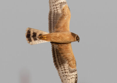 Steppekiekendief, Circus macrourus, Pallid harrier | Eeltsjemar