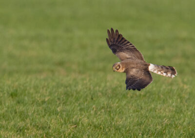 Steppekiekendief, Circus macrourus, Pallid harrier | Eeltsjemar