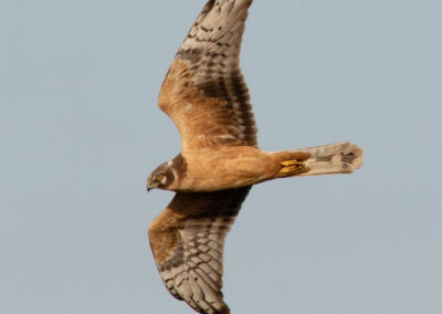 Steppekiekendief, Circus macrourus, Pallid harrier | Eeltsjemar