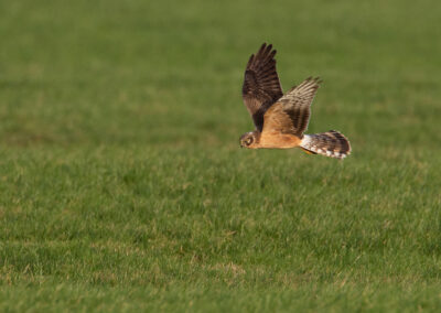 Steppekiekendief, Circus macrourus, Pallid harrier