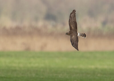 Steppekiekendief, Circus macrourus, Pallid harrier | Eeltsjemar